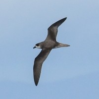 Тайфунник Гон-Гон